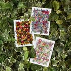Everyday Greeting Seed Card Greeting Cards